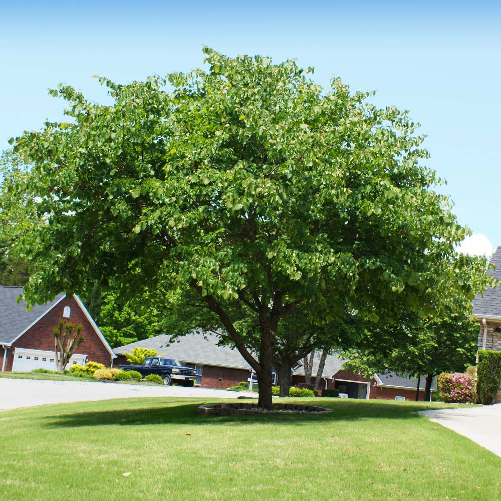 American linden tree